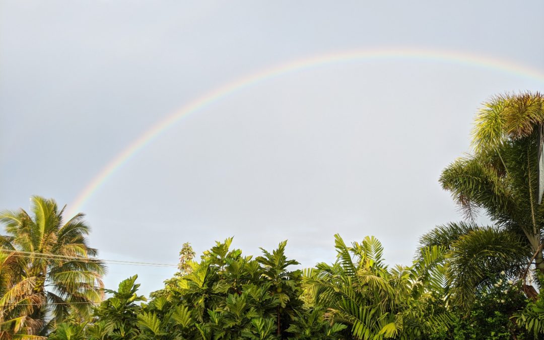 Rainbow in sky over trees